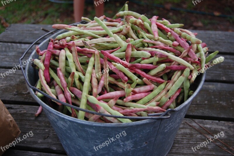 Peas Bushel Country Southern Agriculture