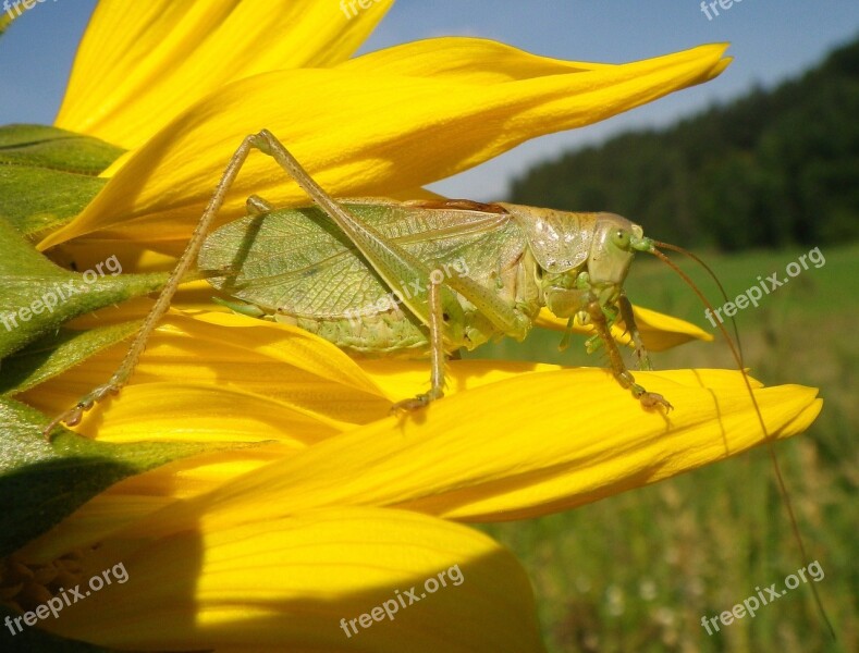 Grass Hopper Sunflower Summer Free Photos