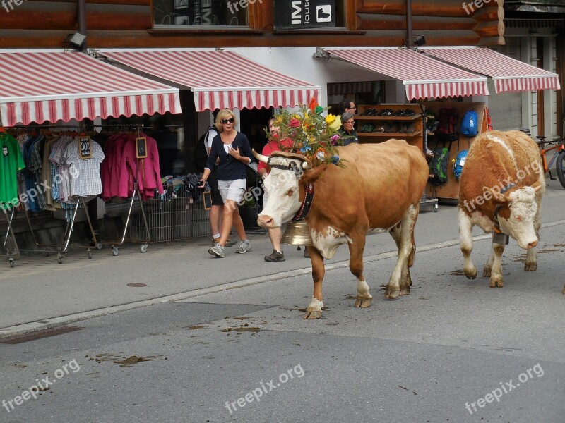 Swiss Cows Cattle Herd Switzerland