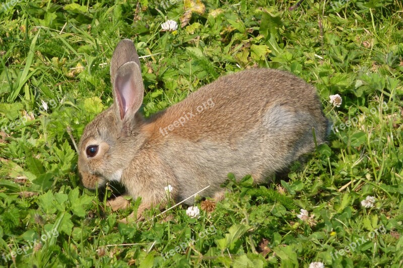 Rabbit Haas Grassland Free Photos