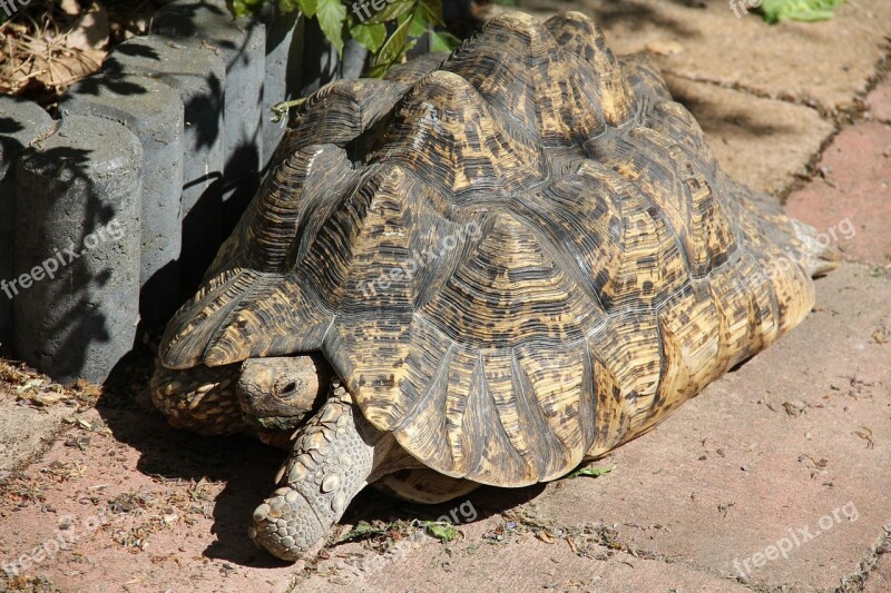 Tanzanian Leopard Tortoise Tropical Land Turtle African Turtle Free Photos