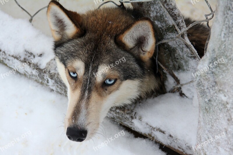 Husky Finland Sledgedog Sled Dog Free Photos