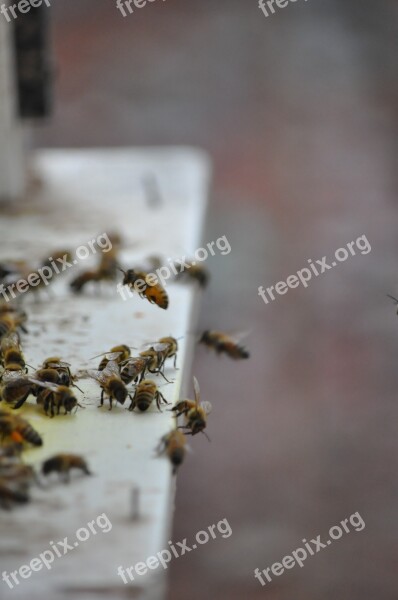 Bee Drones Adopt Honey Beekeeping Bees