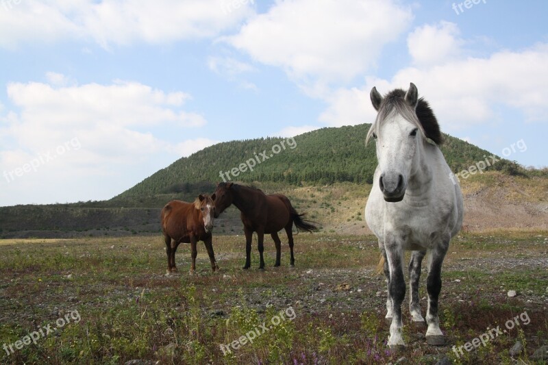 Horse White Horse Ascension Mountain Peaks