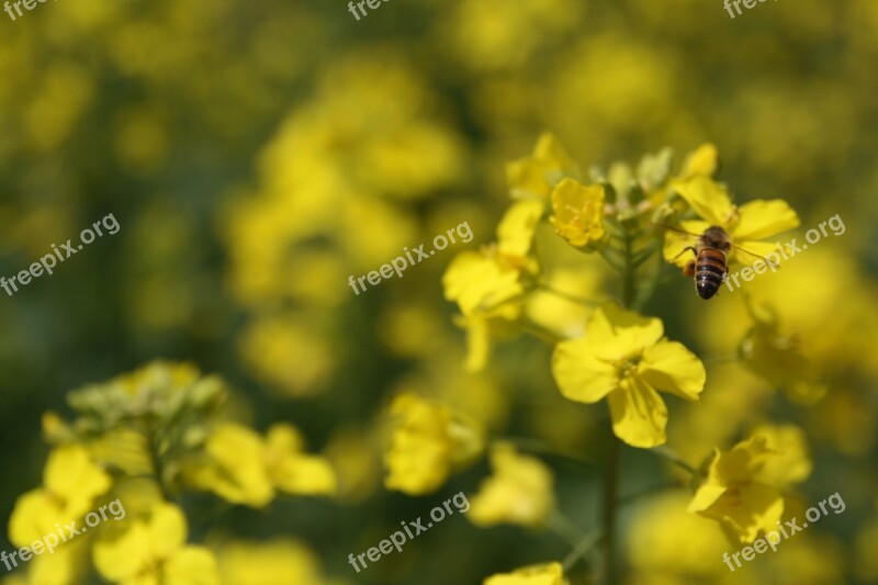 Rape Flowers Bee March Flowers Yellow