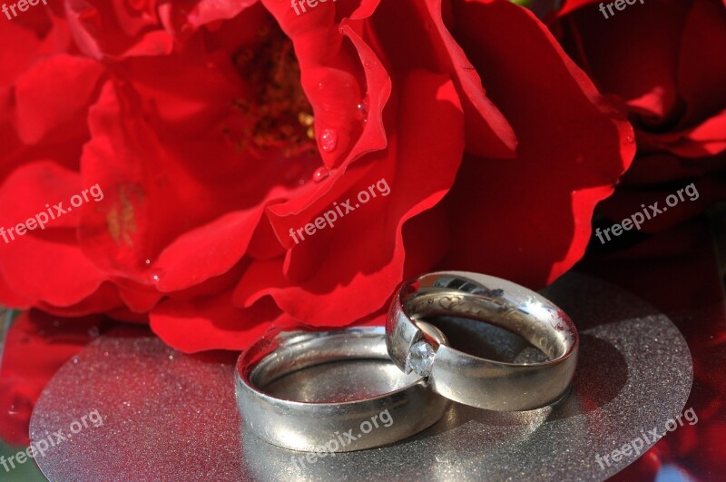 Rings Rose Before Love Romantic