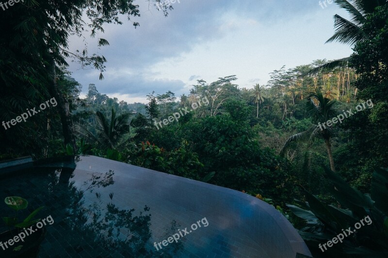 Jungle Forest Vegetation Palms Trees