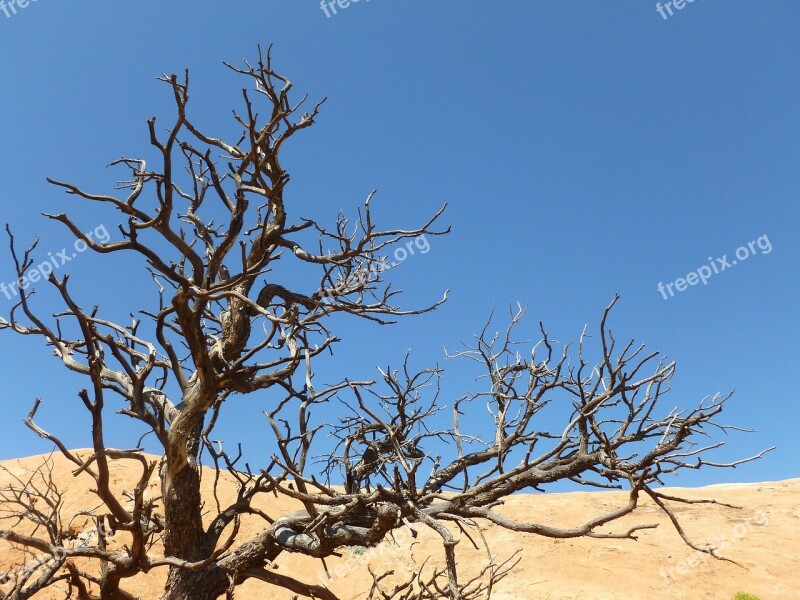 Tree Dead Dry Withered Desert