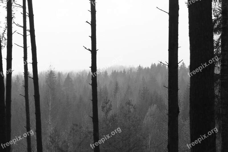 Forest Trees Trunks Fog Mist