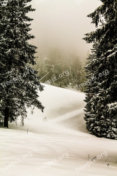 Forest Winter Plant Nature Mystic