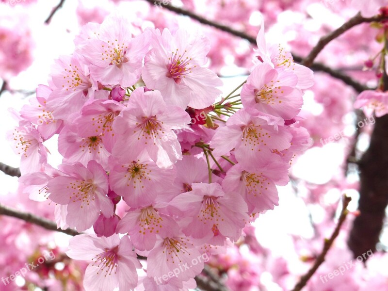 Sakura Cheery Blossom Sky Spring Tree