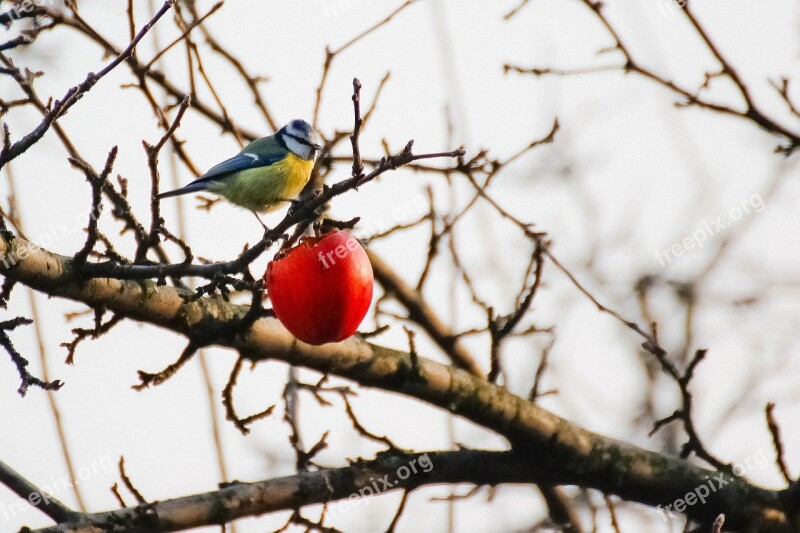 Chickadee Winter Apple Free Photos