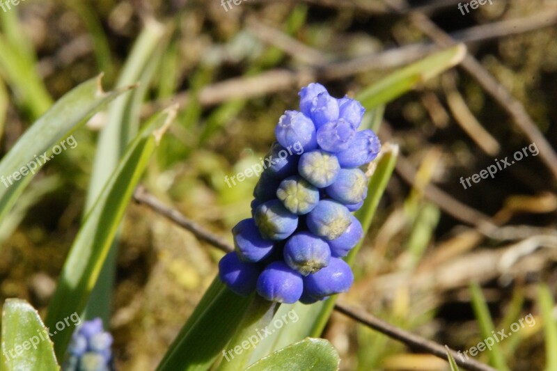 Hyacinth Flower Early Bloomer Spring Blue