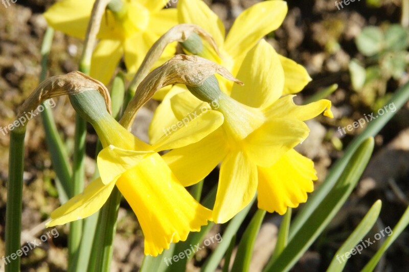 Osterglocken Flower Blossom Bloom Spring