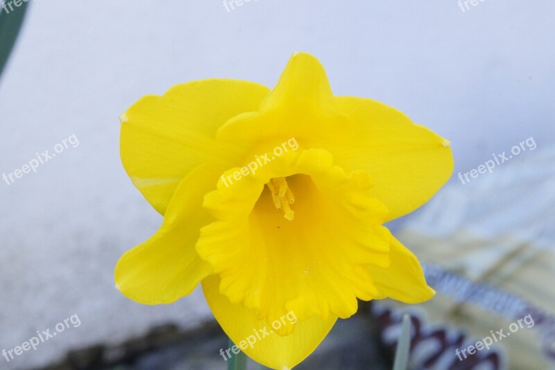 Daffodil Flower Blossom Bloom Spring