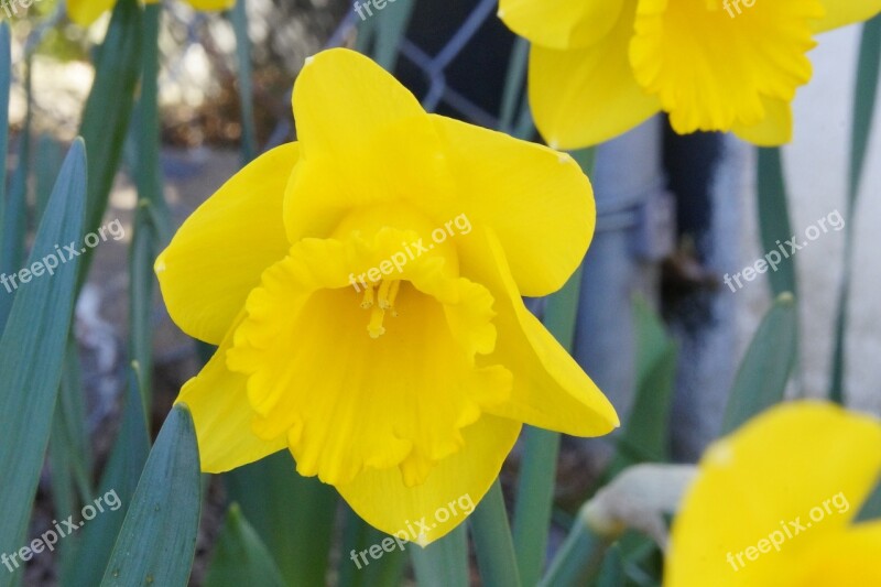 Daffodil Flower Blossom Bloom Spring