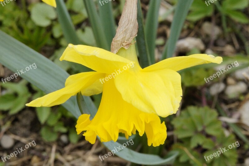 Daffodil Yellow Flower Spring Narcissus