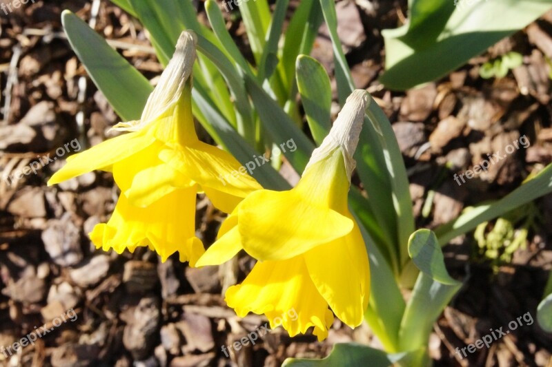 Osterglocken Yellow Two Flowers Spring