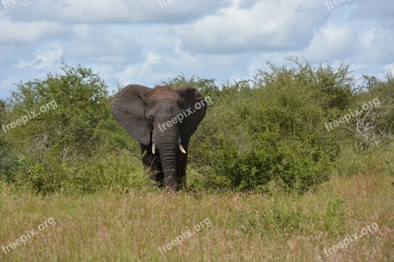 Kruger National Park Elephant South Africa Free Photos