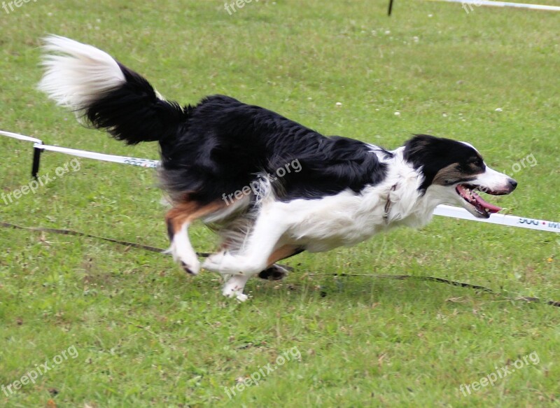 Border Colly Dog Hundesport Agility Pet