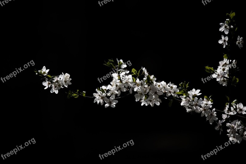 Wood Flower White Flowering Tree Free Photos