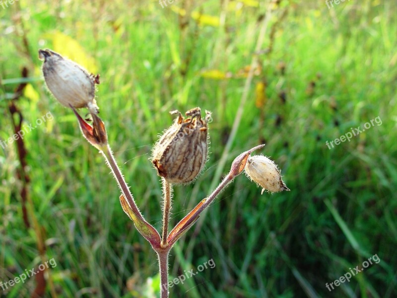 Plant Grass Nature Summer Garden