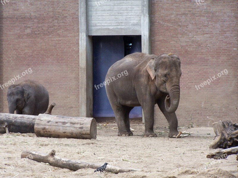 Elephant Zoo Animal Wild Big