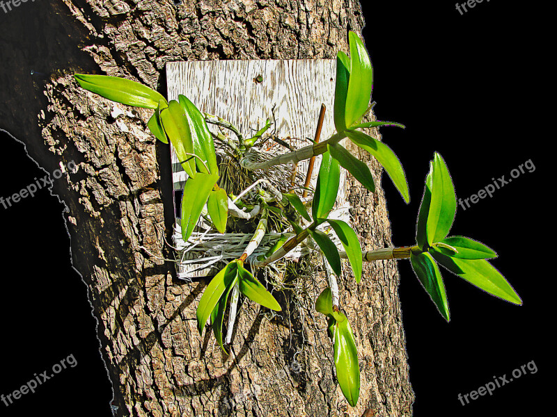 Plant Orchid Tree Nature Free Photos