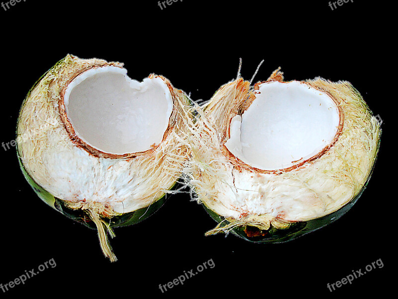 Coconut Fruit Tropical Free Photos