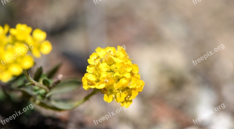 Flower Yellow Spring Flower Stone Herb Yellow Flower