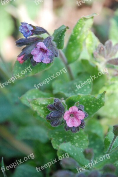 Purple Flower Purple Flower Wild Flower Close Up