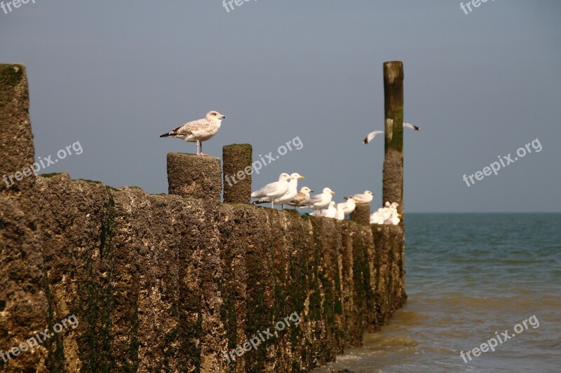 Seagull Lake Sea Rest Relaxation