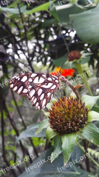 Butterfly Natural Butterfly Garden Free Photos