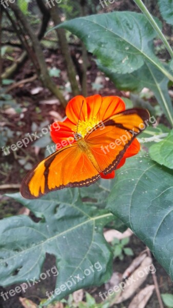 Butterfly Natural Butterfly Garden Free Photos