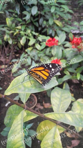 Butterfly Natural Butterfly Garden Free Photos