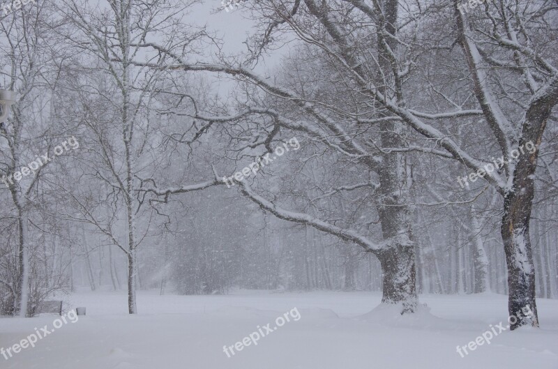 Winter Estonia Snowing Snow Nature