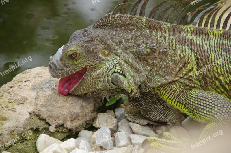 Iguana Licking Reptile Animal Tongue