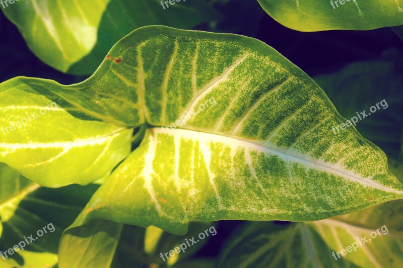 Green Leaves Nature Leaf Plant