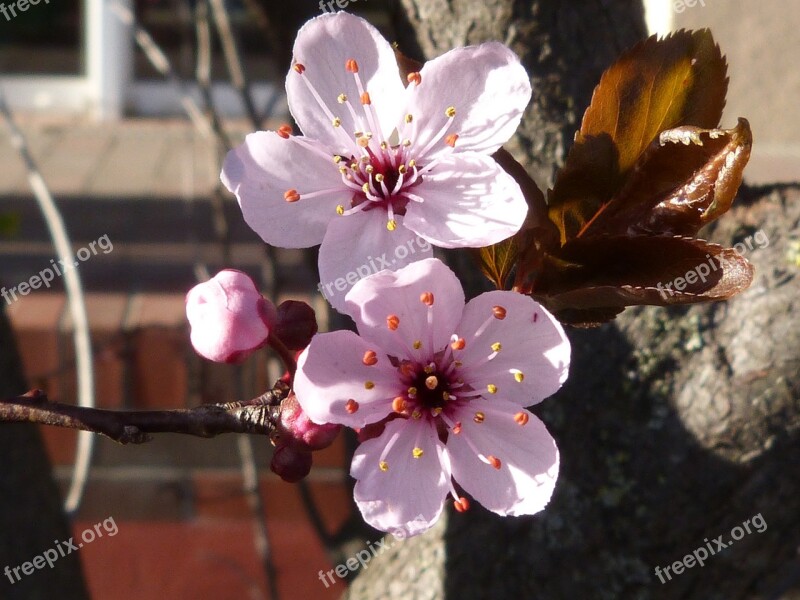 Blossom Bloom Macro Cherry Blossom Flower