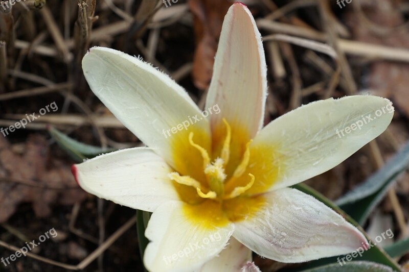 Tulip Flower Plant Blossom Bloom