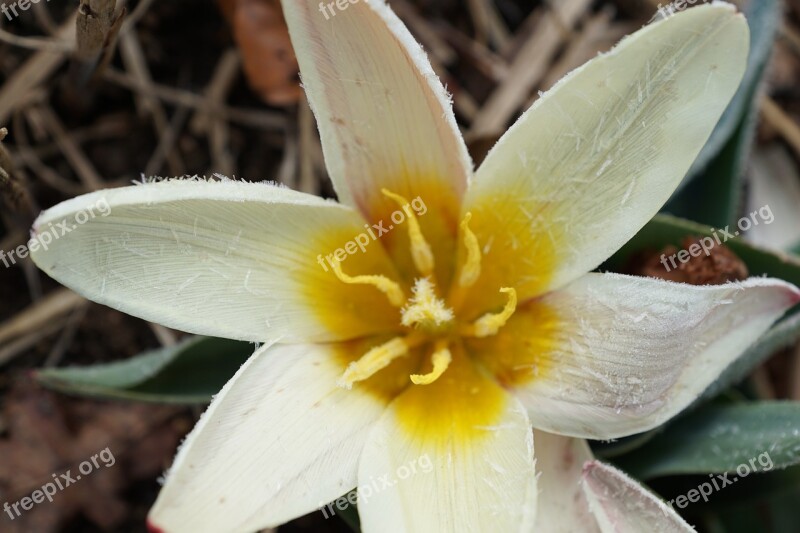 Tulip Flower Plant Blossom Bloom