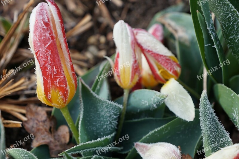 Tulip Flower Plant Blossom Bloom