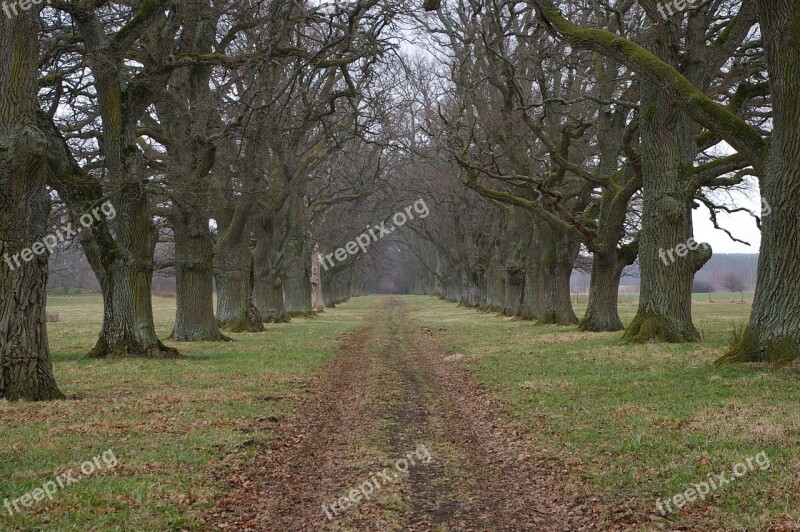 Oak Trees Avenue Road Forward Free Photos