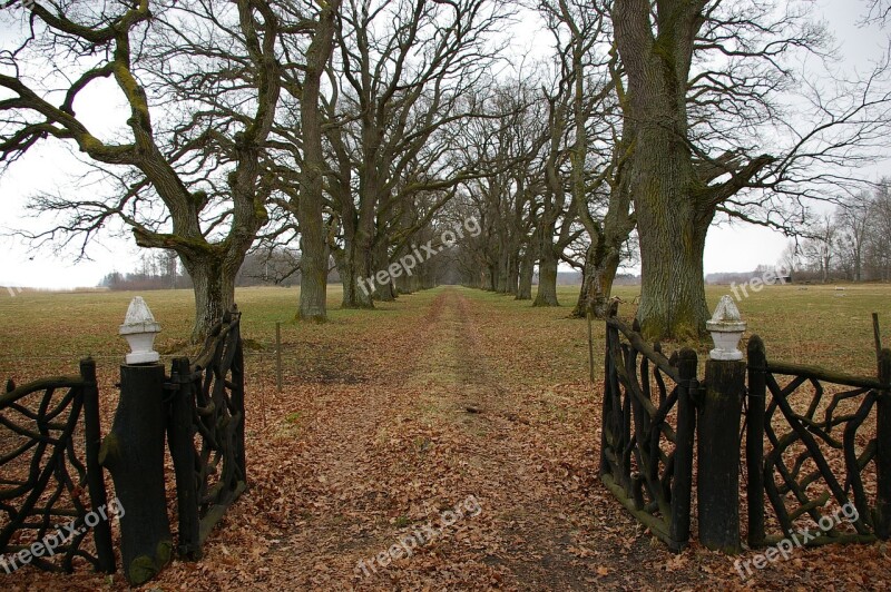 Avenue Gates Oak Trees Opening Free Photos