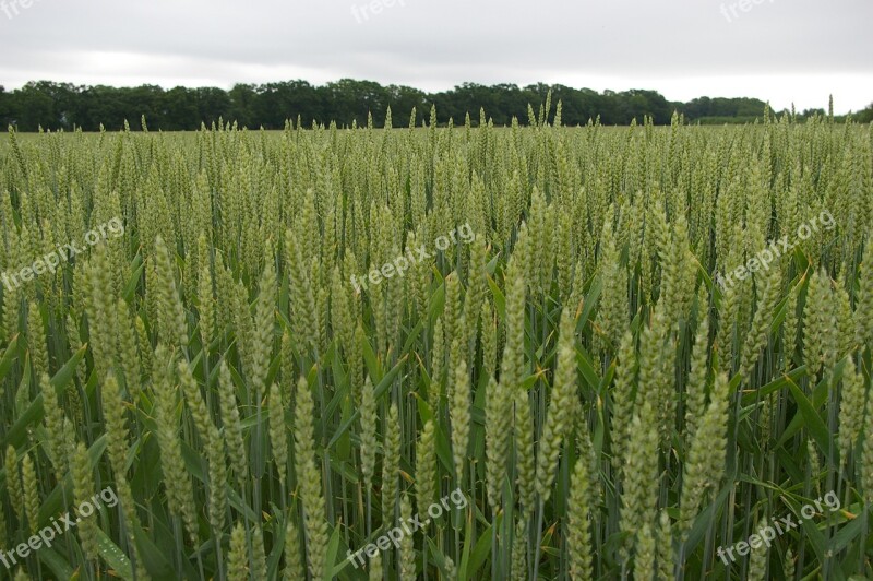 Harvest Barley Go Grow Countryside