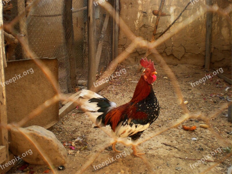 Rooster Cage Poultry Bird Livestock