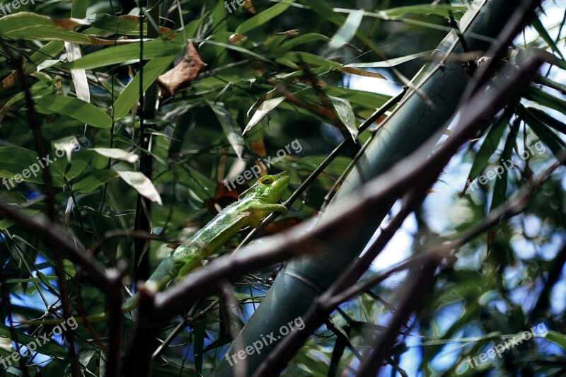 Chameleon Animal Wildlife Outdoor Zoo