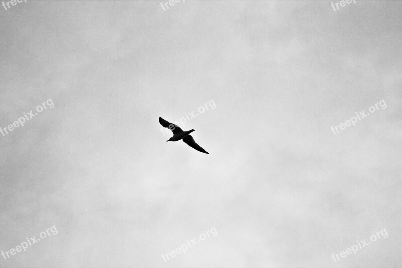 Bird Animal Sky Wildlife Seagull