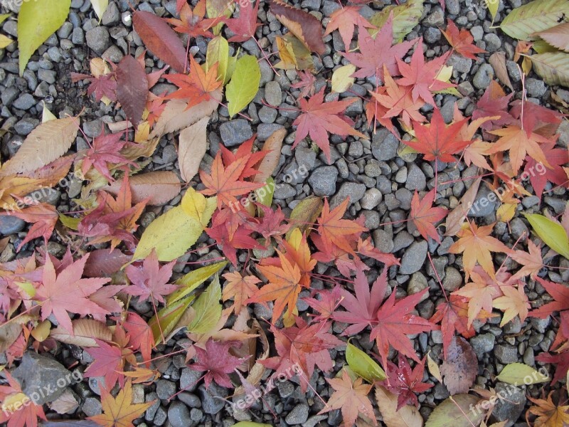 Maple Leaf Japan Ground Nature Autumn