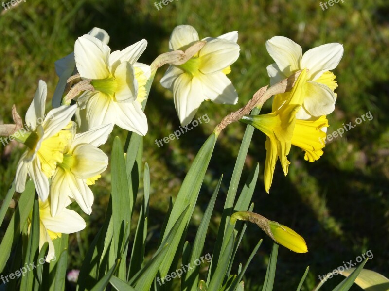 Narcissus Blossom Bloom Yellow Daffodil